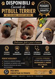Pitbull, blu nose, blu fawn