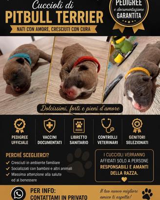 Pitbull, blu nose, blu fawn