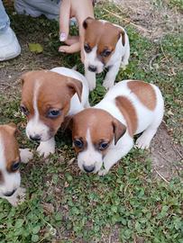Jack Russell