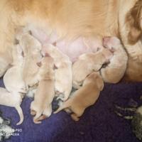 Golden retriever cuccioli roma