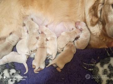 Golden retriever cuccioli roma