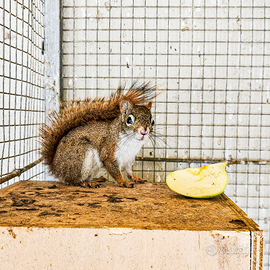Scoiattolo rosso allevato a mano