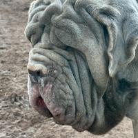 Mastino Napoletano