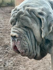 Mastino Napoletano