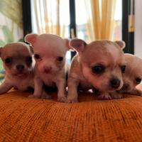 Cuccioli di chihuahua toy