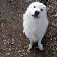 Cane taglia media, bianco, pelo lungo