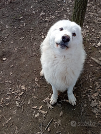Cane taglia media, bianco, pelo lungo