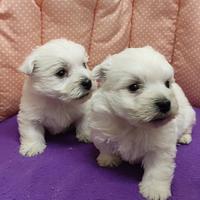 West Highland white terrier