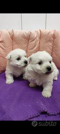 West Highland white terrier