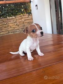 Jack russel toy