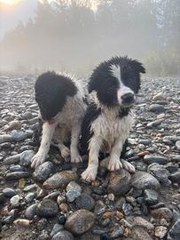 Border Collie con pedigree