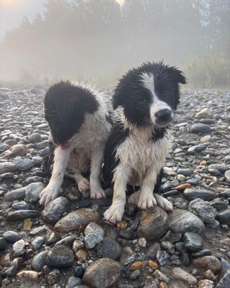Border Collie con pedigree