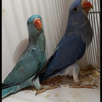 Parrocchetti dal collare