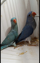 Parrocchetti dal collare