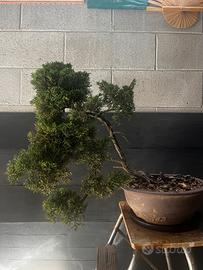 Bonsai ginepro