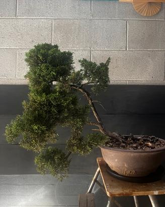 Bonsai ginepro
