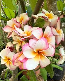 Plumeria rubra ‘JJ Pocahontas”