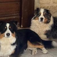 Cuccioli di pastore australiano