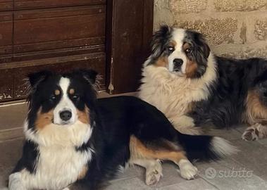 Cuccioli di pastore australiano