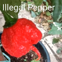 Semi Peperoncini Carolina Reaper, Scorpion Kraken