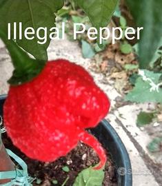 Semi Peperoncini Carolina Reaper, Scorpion Kraken