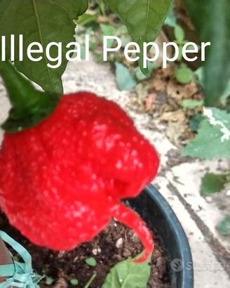 Semi Peperoncini Carolina Reaper, Scorpion Kraken