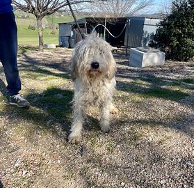 Briquet griffon vendeen