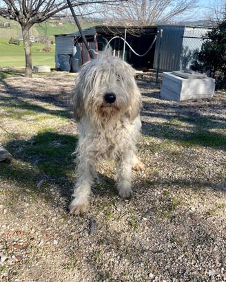 Briquet griffon vendeen