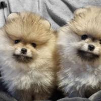 Cuccioli di spitz pomerania