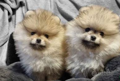 Cuccioli di spitz pomerania