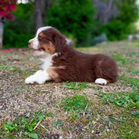 Cuccioli di pastore australiano