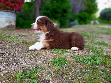 Cuccioli di pastore australiano