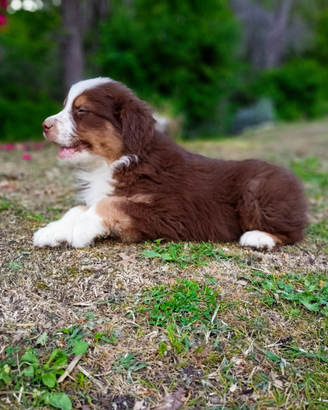 Cuccioli di pastore australiano
