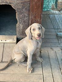 Cucciola di Weimaraner