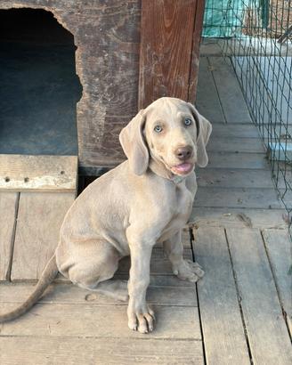 Cucciola di Weimaraner