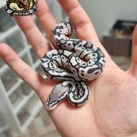 Pitone Reale - Pastel Axanthic Ghost