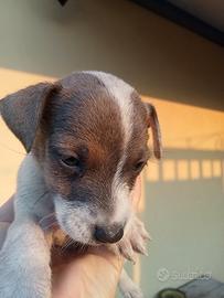 Jack Russel (400 €)