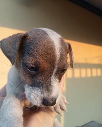 Jack Russel (400 €)