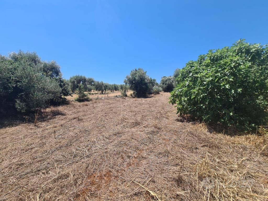 Terreno di 2900 m² a Alberobello - Vista 5