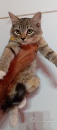 Gattini siberiani con pedigree