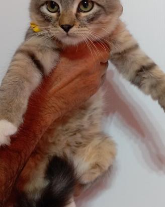 Gattini siberiani con pedigree
