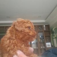 Barboncino mini toy red