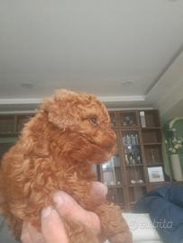 Barboncino mini toy red