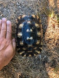 Tartaruga di terra