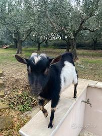 Coppia di capre nane