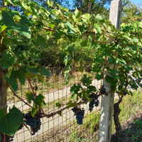 Terreno agricolo con olive ed uva