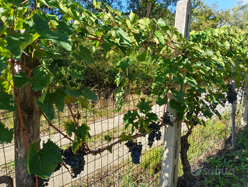 Terreno agricolo con olive ed uva