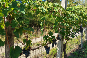 Terreno agricolo con olive ed uva