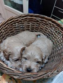 Maltipoo toy red