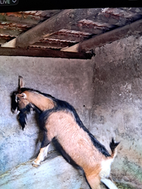 Becco camosciato delle alpi